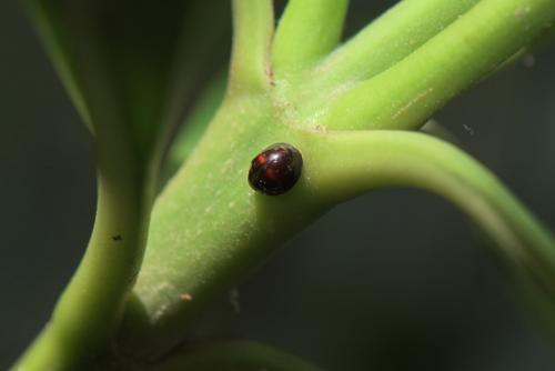 Réf. 245 110 : Chilocorus bipustulatus